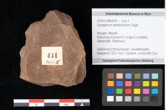 Foto (Objekt + Etikett) von Sparganium acheronticum Unger (NHMW-GEO-2024-0188-0441)